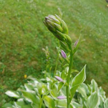 Hosta crispula syn. Hosta 'Sazanami', Hosta 'Marginata Alba'