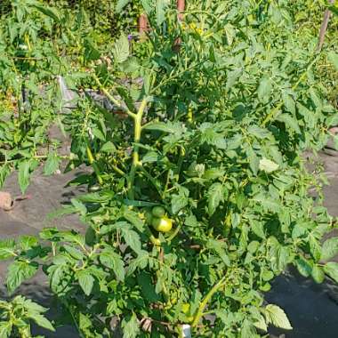 Solanum lycopersicum 'Beefsteak'