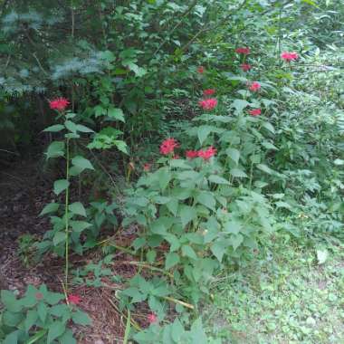 Monarda 'Cambridge Scarlet'