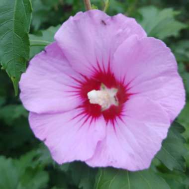 Hibiscus syriacus