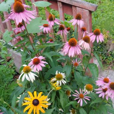 Echinacea