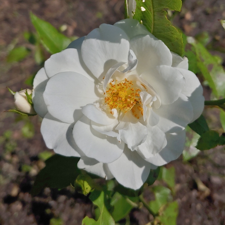 Plant image Rosa 'Korbin' syn. Rosa 'Iceberg', Rosa 'Fee des Neiges', Rosa 'Schneewittchen'