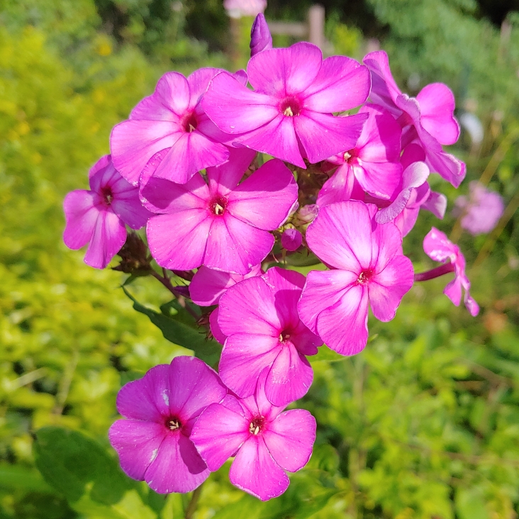 Plant image Phlox paniculata