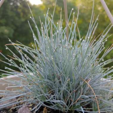 Festuca glauca