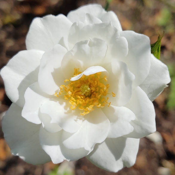 plant image 1516747