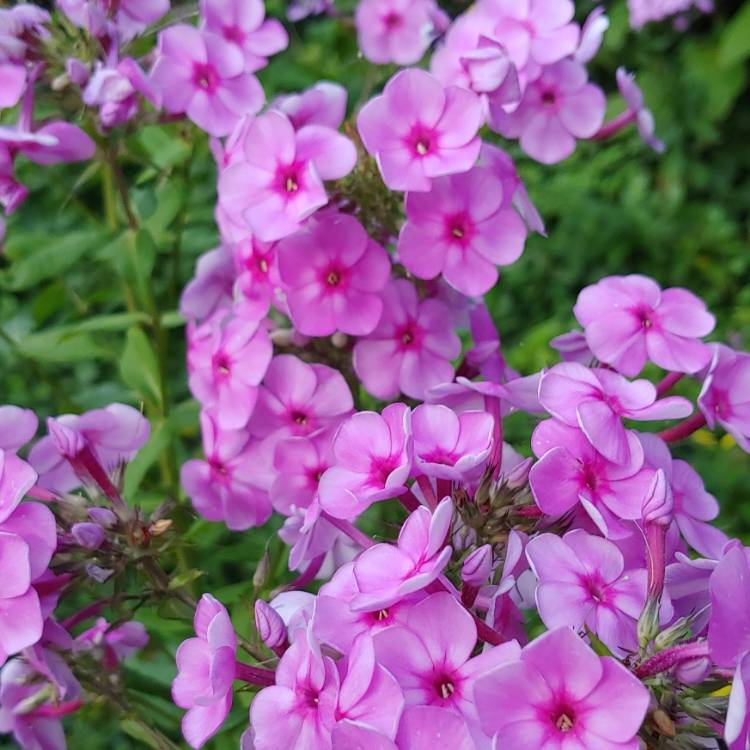 Plant image Phlox