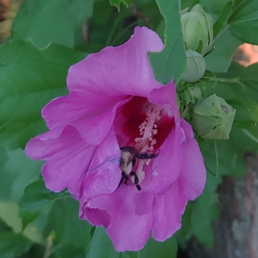 Hibiscus syriacus