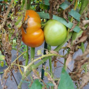 Solanum lycopersicum 'Beefsteak'