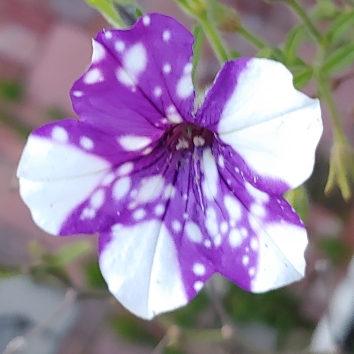 plant image 1522284