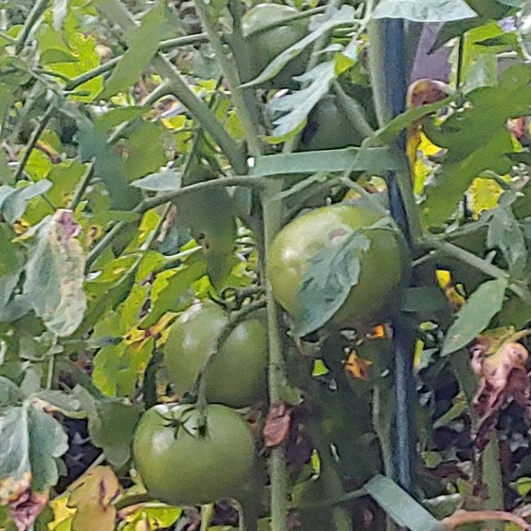 Plant image Solanum lycopersicum 'Red Beefsteak'