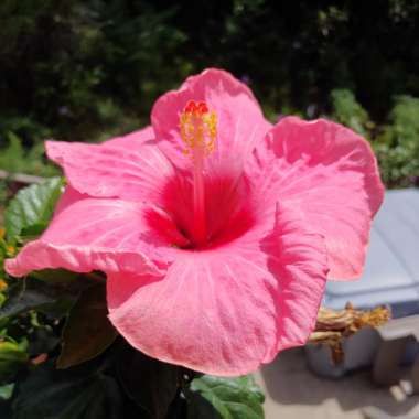 Hibiscus Rosa-Sinensis 'Hawaiian Punch'