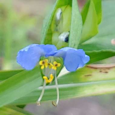 Commelina Communis