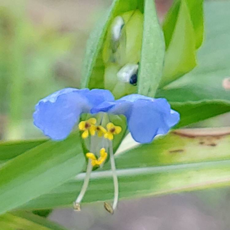 Plant image Commelina Communis