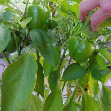 Capsicum annuum