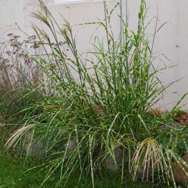 Miscanthus sinensis 'Zebrinus'