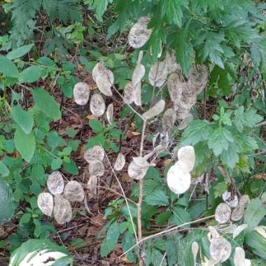 Lunaria annua