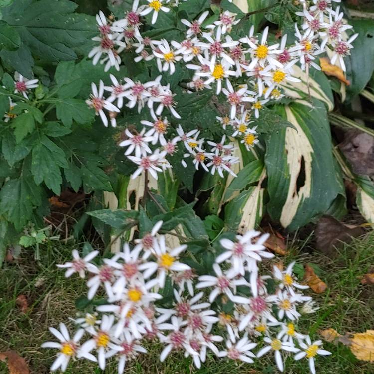 Plant image Aster divaricatus