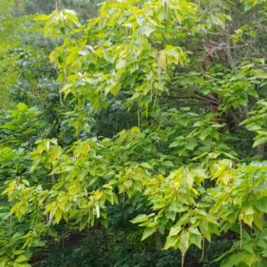 Catalpa speciosa  syn. Catalpa cordifolia