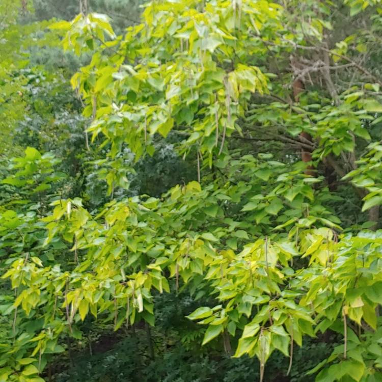 Plant image Catalpa speciosa  syn. Catalpa cordifolia