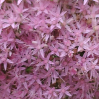 Sedum Autumn Joy