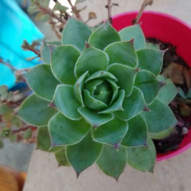 Sempervivum