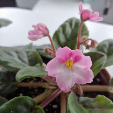 Streptocarpus sect. Saintpaulia  syn. Saintpaulia