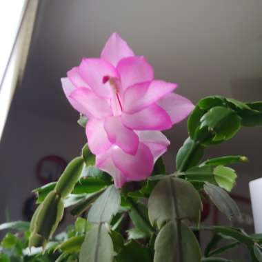 Schlumbergera truncata