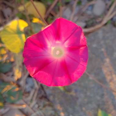 Ipomoea purpurea 'Tickle Me Pink'