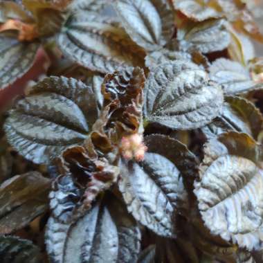 Pilea involucrata 'Norfolk'