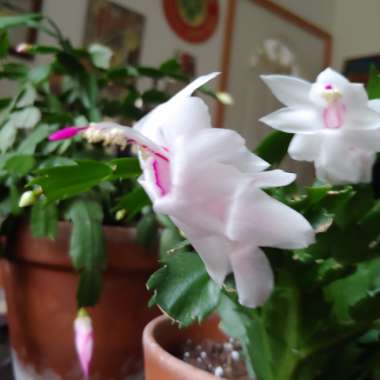 Schlumbergera truncata