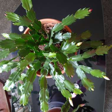 Schlumbergera truncata