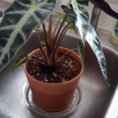 Alocasia x amazonica 'Polly'