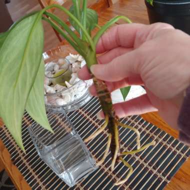 Aglaonema 'Silver Queen' ; Aglaonema commutatum 'Silver Queen'  ; Aglaonema nitidum 'Silver Queen'