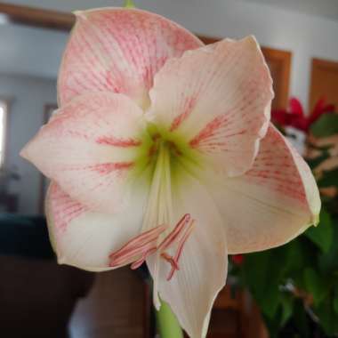 Hippeastrum (Amaryllis)