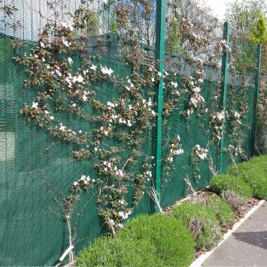 Clematis (Pruning Group 1 - Early Flowering Cultivars)