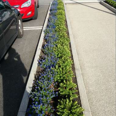 Shrubby Veronica  'Blue Star'