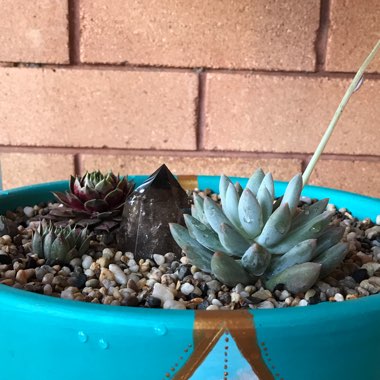 Pachyveria 'Snow Finger'