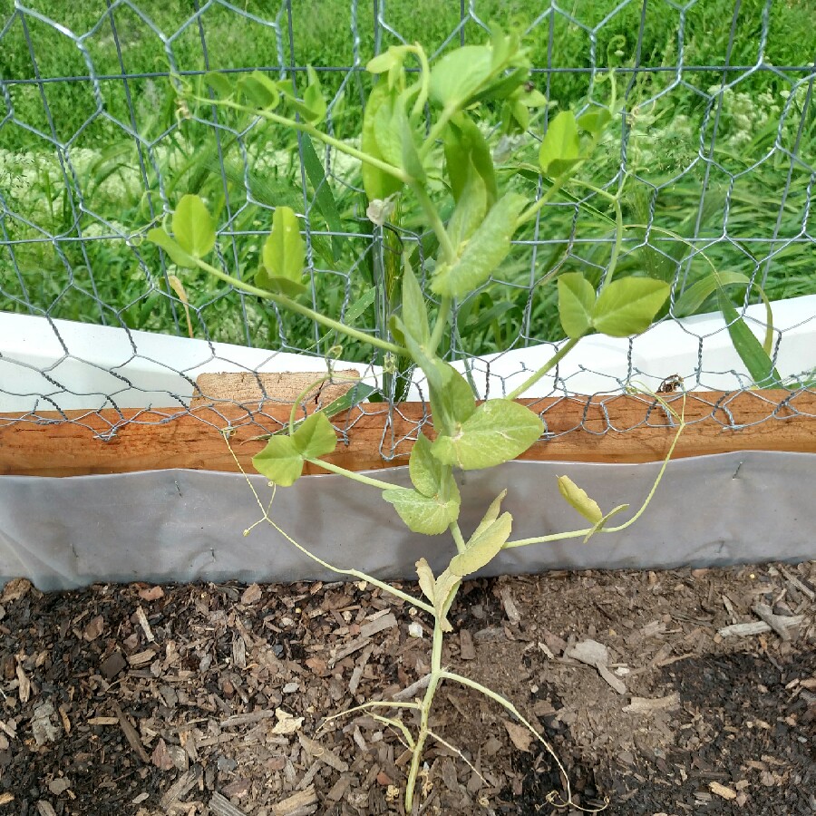 Pea 'Early Frosty'