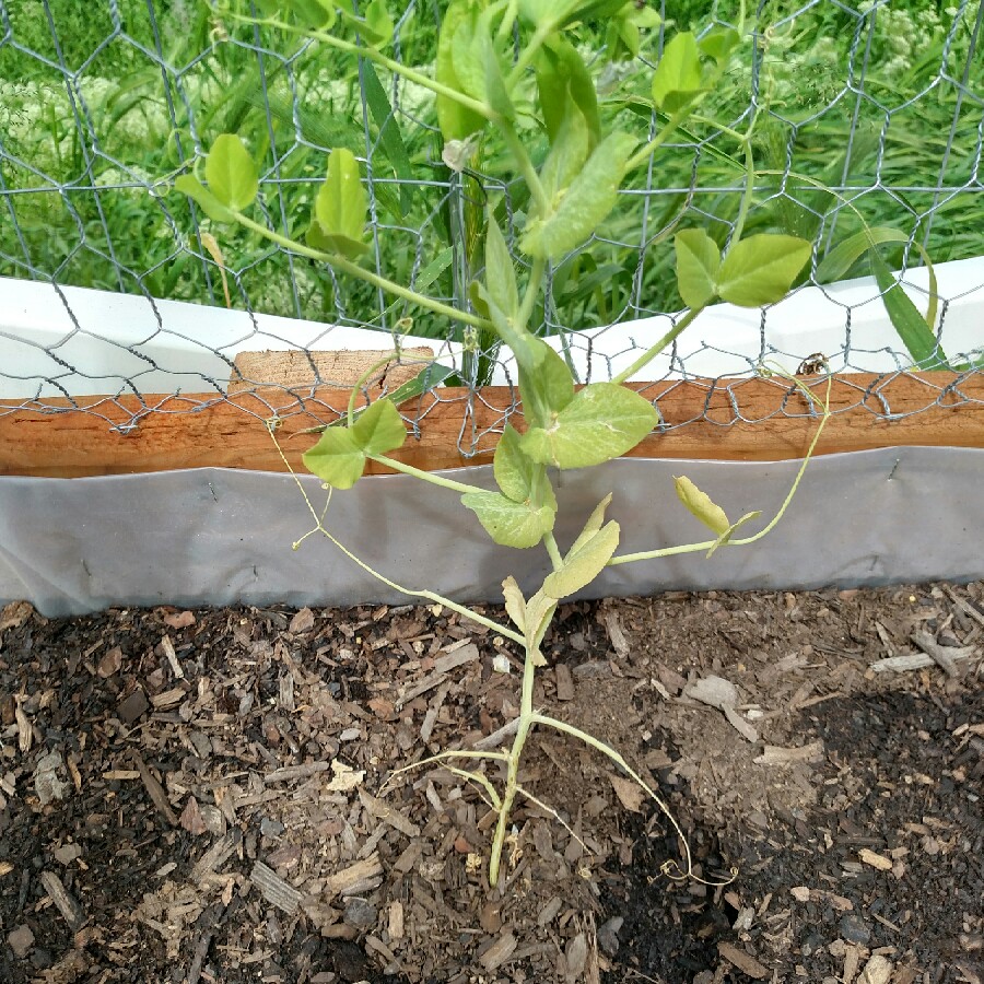 Pea 'Early Frosty'