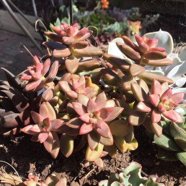 x Graptosedum Bronze