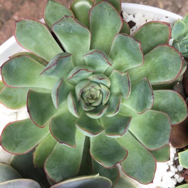 Echeveria Pulidonis