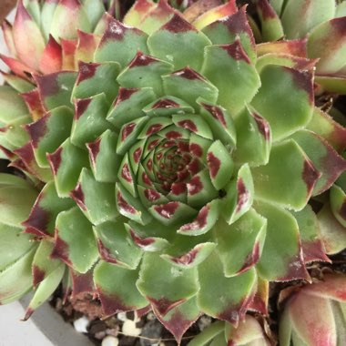 Sempervivum Electra