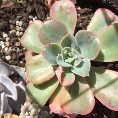 Echeveria Raindrops