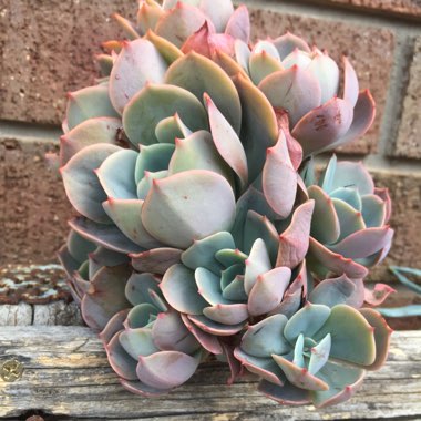 Echeveria Imbricata