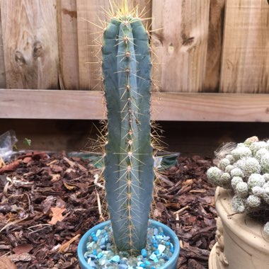 Pilosocereus glaucescens