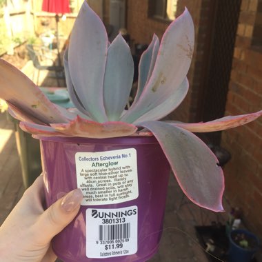 Echeveria Afterglow