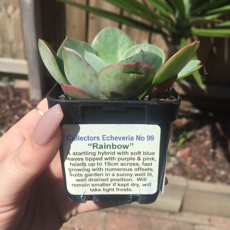 Plant image Echeveria Rainbow Sunset