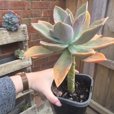 xGraptoveria Fred Ives