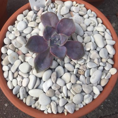 Graptopetalum Purple Delight syn. Graptopetalum Snow White