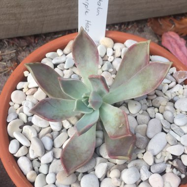 Graptopetalum Purple Haze